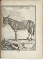 Buffon Hist Nat E.O. Tome 4 f477.jpg