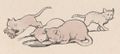 Buffon Rabier Chat image 5.jpg