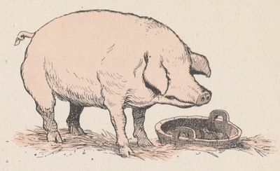 Buffon Rabier Cochon image 1.jpg