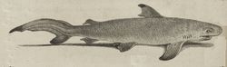 Squale Requin Hist Nat Buffon.jpeg