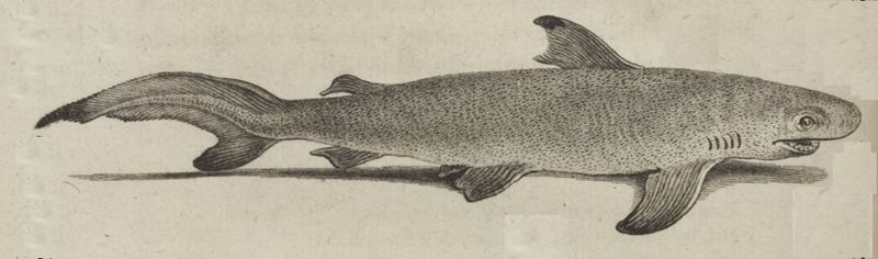Fichier:Squale Requin Hist Nat Buffon.jpeg