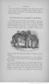 Buffon illustré de la jeunesse - 1893 Gallica page f84.jpg