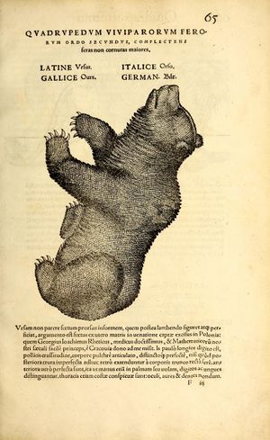 Icones animalium quadrupedum (1564) Gesner, page 75.jpg