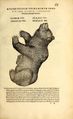 Icones animalium quadrupedum (1564) Gesner, page 75.jpg