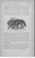 Buffon illustré de la jeunesse - 1893 Gallica page f37.jpg