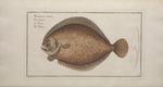 Turbot Bloch.jpg