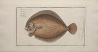 Turbot Bloch.jpg