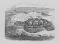 Buffon illustré de la jeunesse - 1893 Gallica image page 234.jpg
