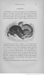 Buffon illustré de la jeunesse - 1893 Gallica page f75.jpg