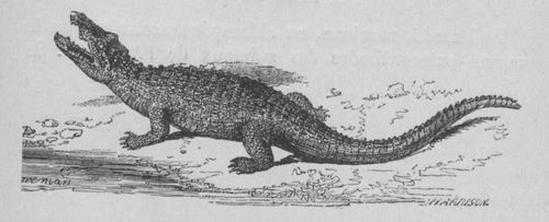 Crocodile (Buffon jeunesse).jpg