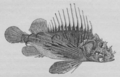 Scorpène Buffon jeunesse.png
