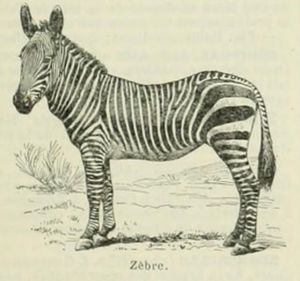 Zèbre image Larousse illustré.jpg