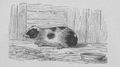 Buffon illustré de la jeunesse - 1893 Gallica image page f57.jpg