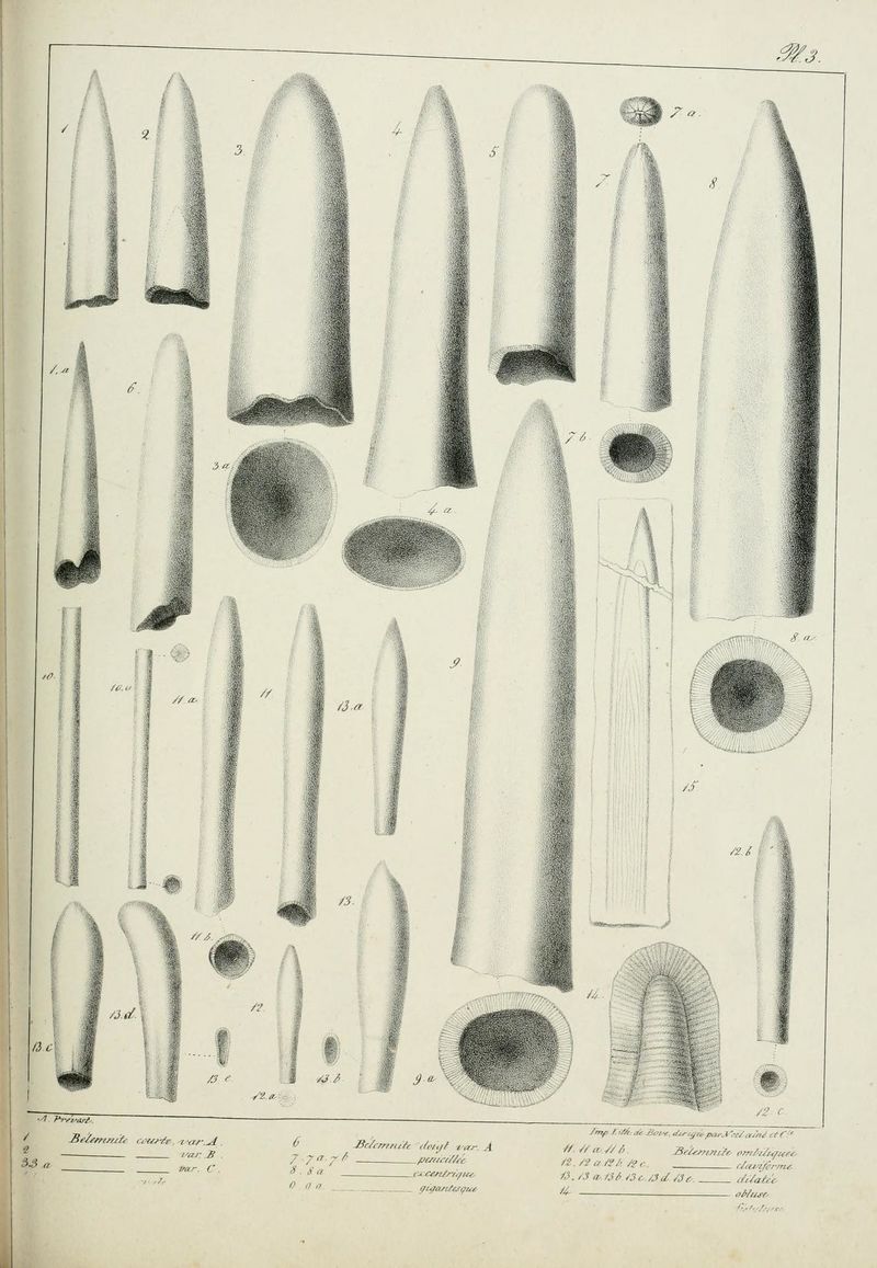 Mémoire bélemnites (1827) Blainville BHL page 155.jpg