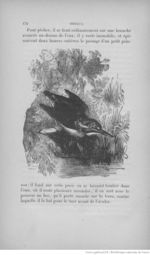 Buffon illustré de la jeunesse - 1893 Gallica page f182.jpg