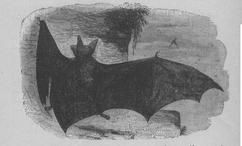 Chauve-souris 1 (Buffon jeunesse).jpg