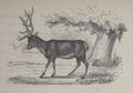 Alphabet Doudet Cerf.jpg