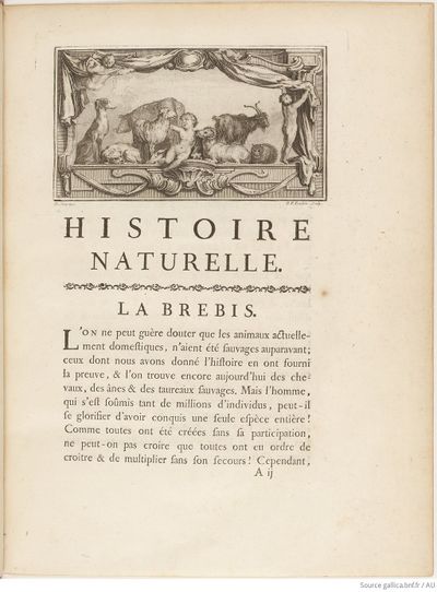 Buffon Hist Nat E.O. Tome 5 f13.jpg