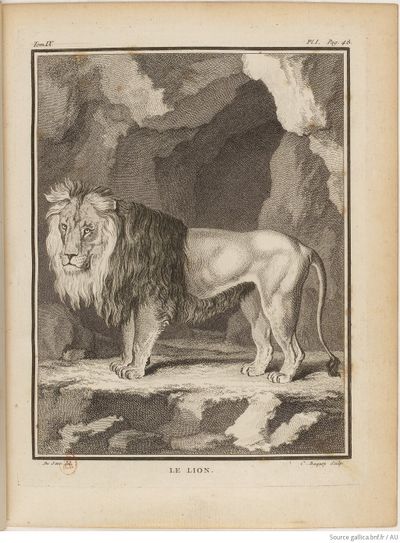 Buffon Hist Nat E.O. Tome 9 f65.jpg