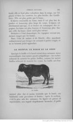 Buffon illustré de la jeunesse - 1893 Gallica page f111.jpg