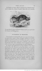 Buffon illustré de la jeunesse - 1893 Gallica page f45.jpg