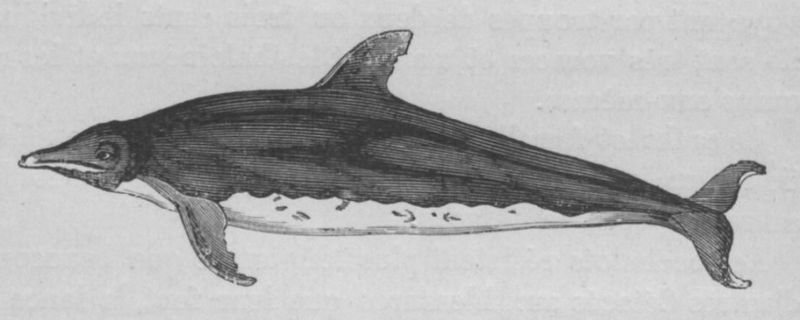 Fichier:Dauphin Buffon jeunesse.jpg
