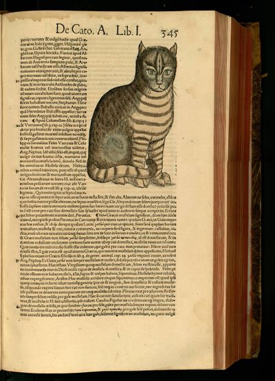 Historia animalium Gessner Unistra page 389.jpg
