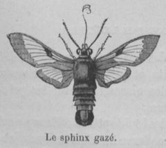 Sphinx gazé Buffon jeunesse.jpg