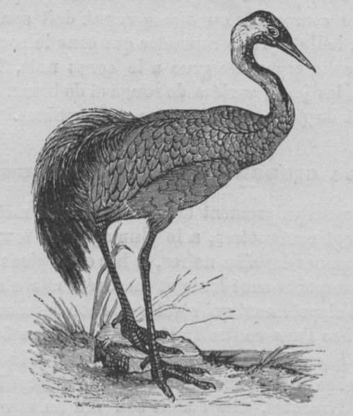 Fichier:Grue Buffon jeunesse.jpg