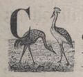 Alphabet Doudet Kangourou lettrine.jpg