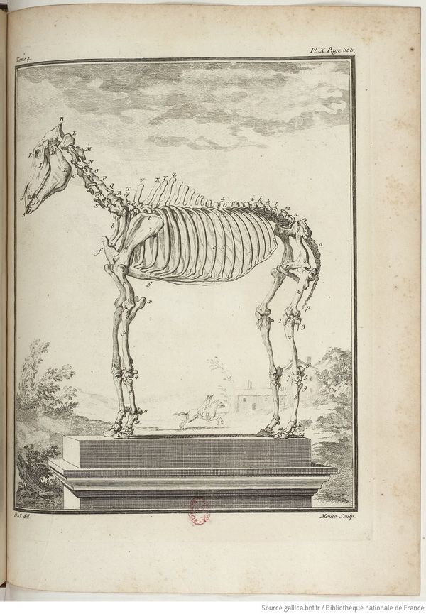 Buffon Hist Nat E.O. Tome 4 f409.jpg