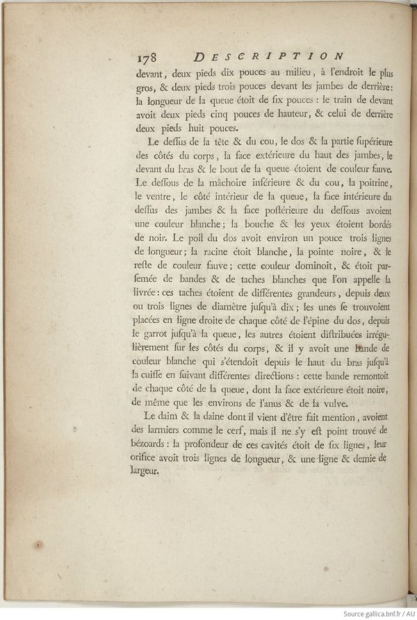 Buffon Hist Nat E.O. Tome 6 f244.jpg