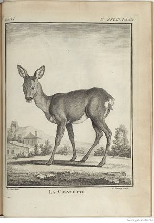 Buffon Hist Nat E.O. Tome 6 f315.jpg