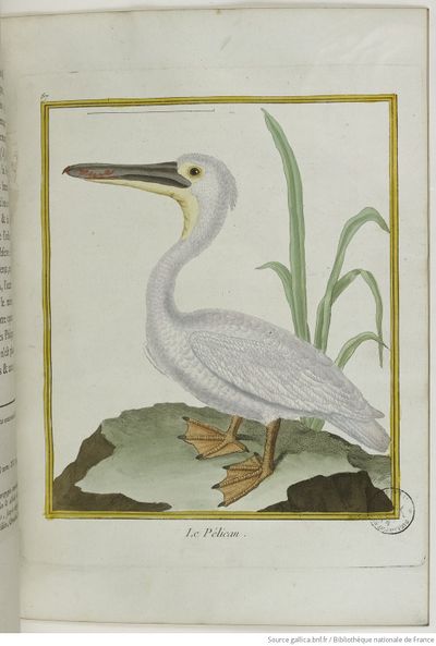 Buffon Hist Nat Oiseaux 2 Tome 9 f327.jpg