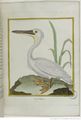 Buffon Hist Nat Oiseaux 2 Tome 9 f327.jpg