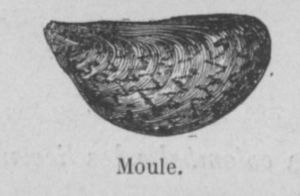 Moule Buffon jeunesse.jpg