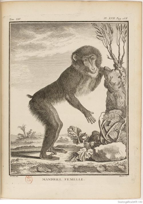 Buffon Hist Nat E.O. Tome 14 f217.jpg