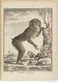 Buffon Hist Nat E.O. Tome 14 f217.jpg
