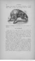 Buffon illustré de la jeunesse - 1893 Gallica page f90.jpg