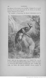 Buffon illustré de la jeunesse - 1893 Gallica page f110.jpg