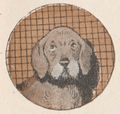 Buffon Rabier Chien image 1.jpg