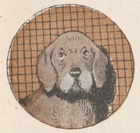 Buffon Rabier Chien image 1.jpg