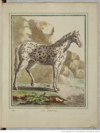 Collection Quadrupèdes Buffon 1749 tome 2 f167.jpg