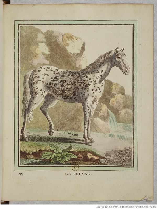 Collection Quadrupèdes Buffon 1749 tome 2 f167.jpg
