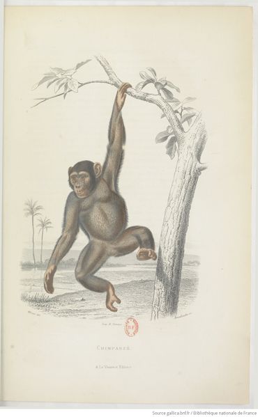 Fichier:Buffon Lanessan Tome 10 page f101.jpg