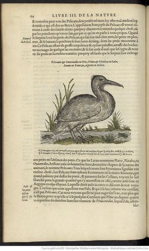 Hist. Nat. Oyseaux (1555) Belon Gallica page 188.jpg