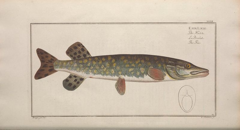 Fichier:Esoce Brochet Bloch.jpg