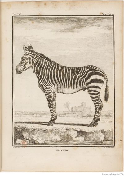 Buffon Hist Nat E.O. Tome 12 f53.jpg