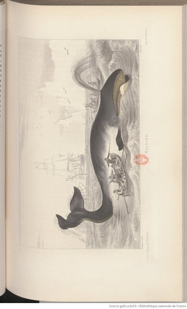Buffon Lanessan Tome 4 page f225.jpg