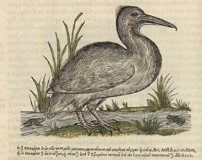 Pélican Belon 1555.jpg